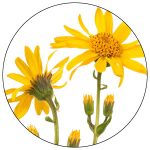 Arnica Montana Flower Extract