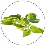 Camphor