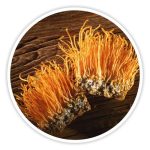 Cordyceps
