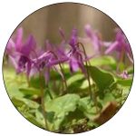 Corydalis (Yanhusuo Plant)