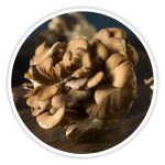 Maitake Mushroom