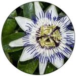 Passionflower