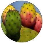Prickly Pear