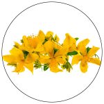 St. John’s Wort Oil