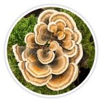 Turkey Tail